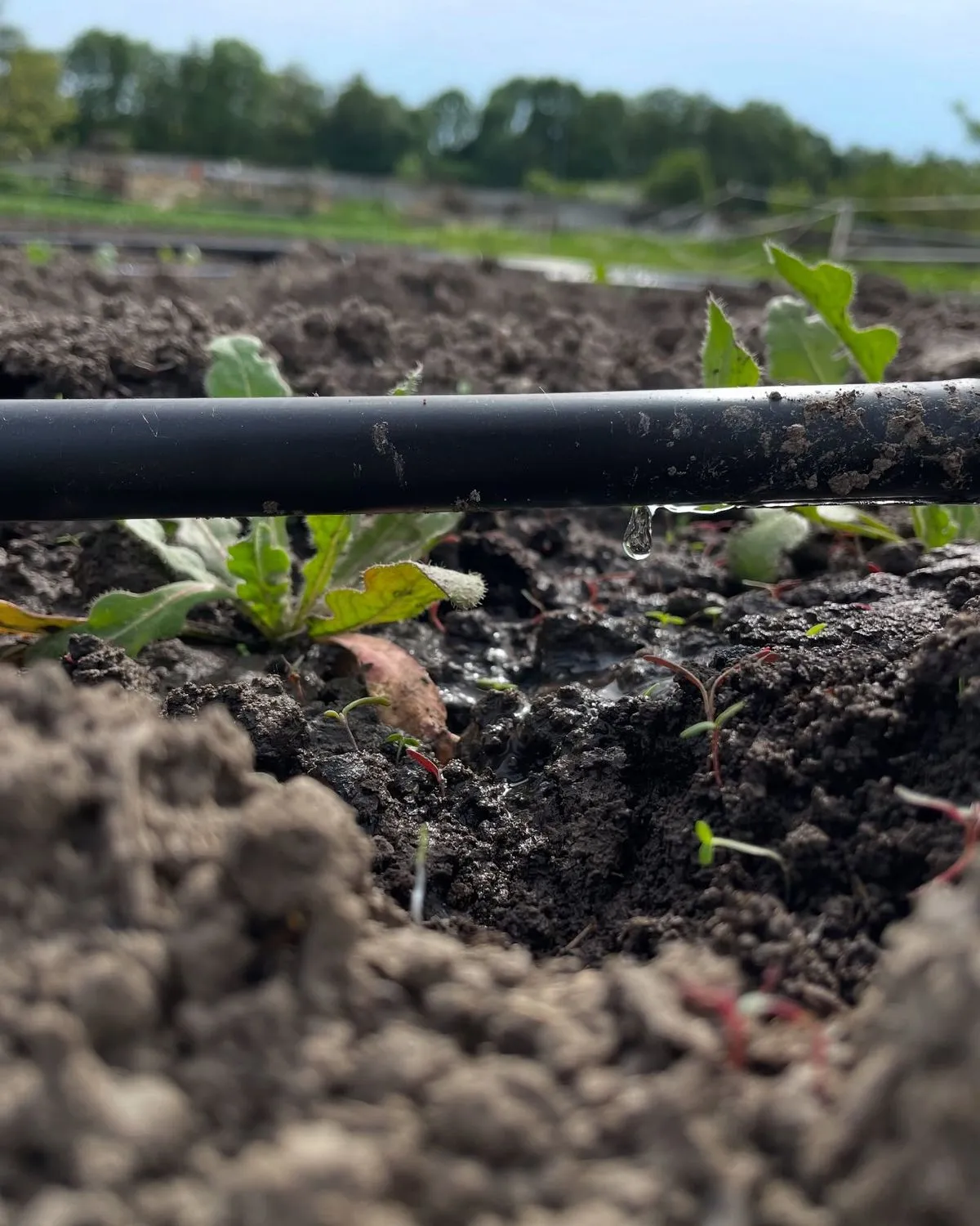 Problém s vsakování vody z čistírny odpadních vod